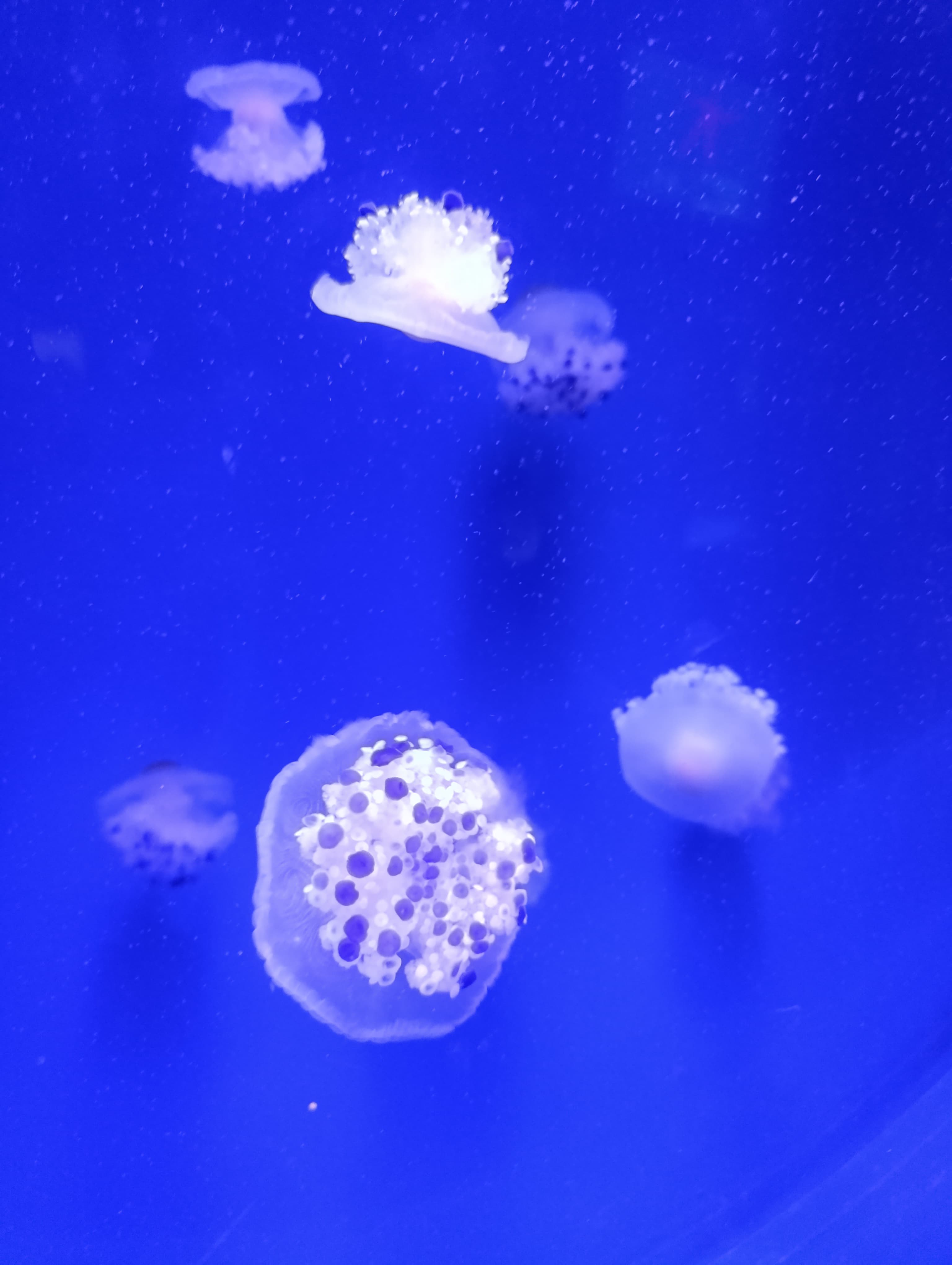 IMG-20250530-WA0236