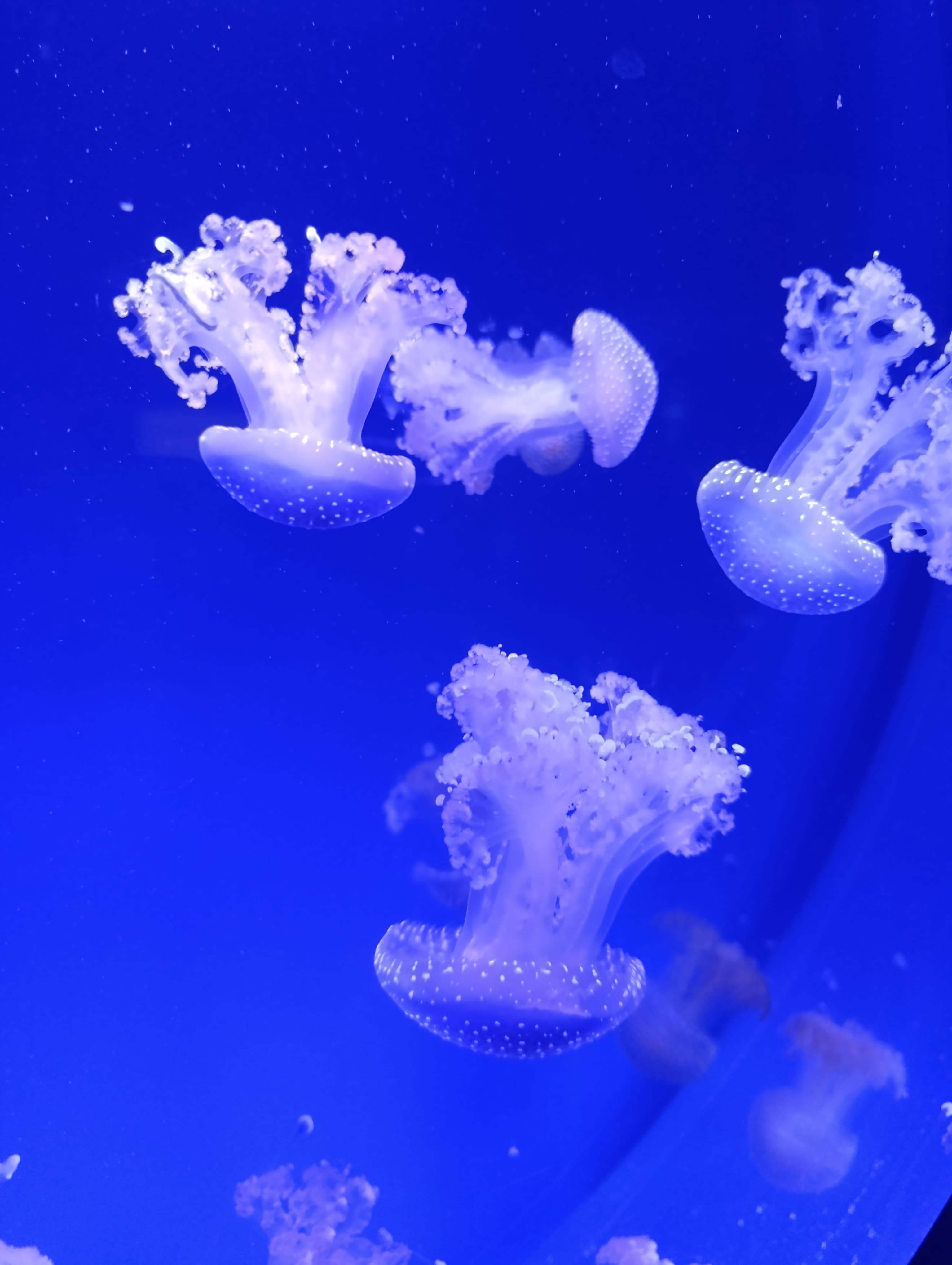 IMG-20250530-WA0255