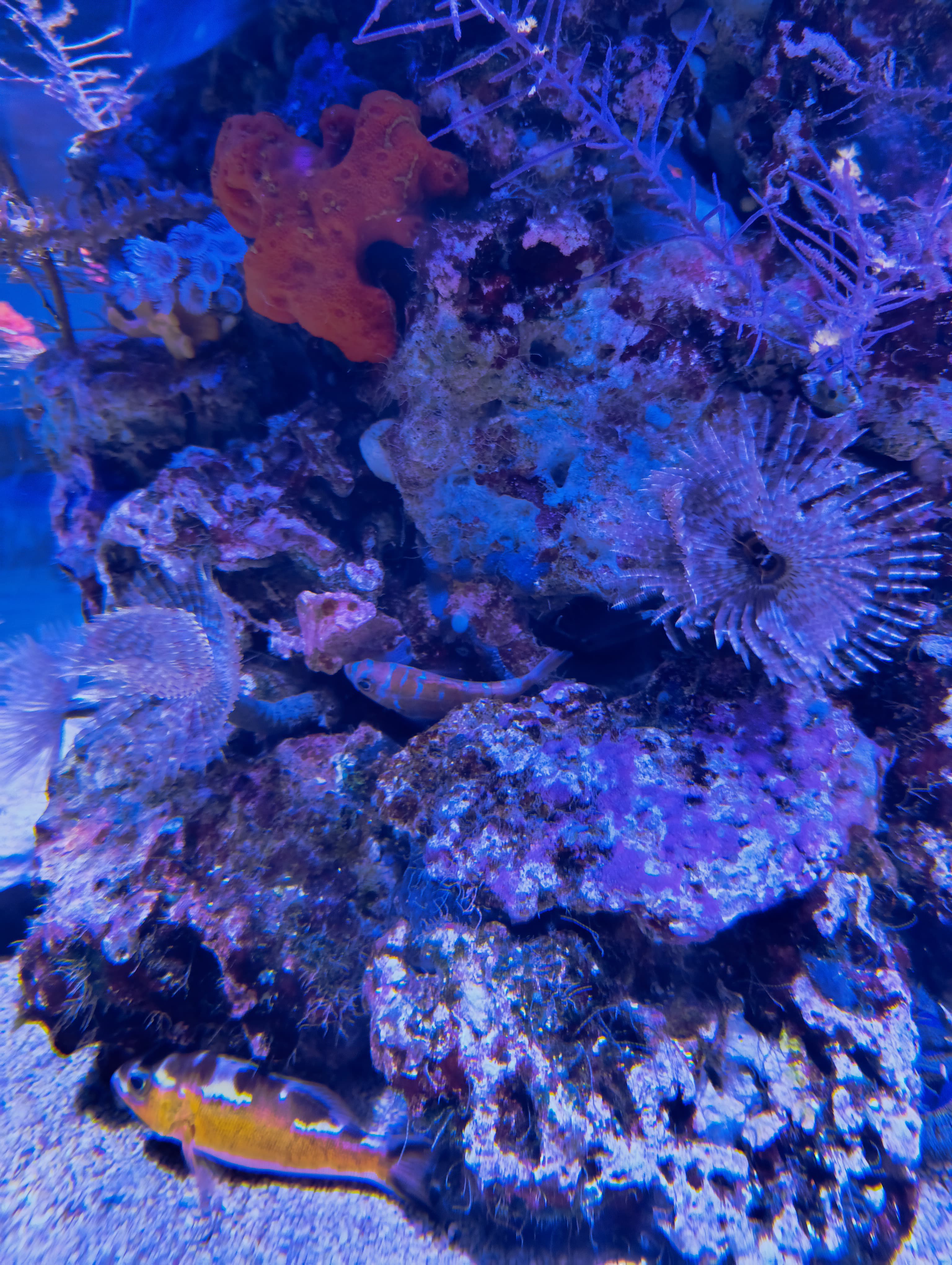 IMG-20250530-WA0516